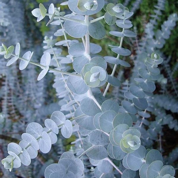 Eucalyptus Baby Blue